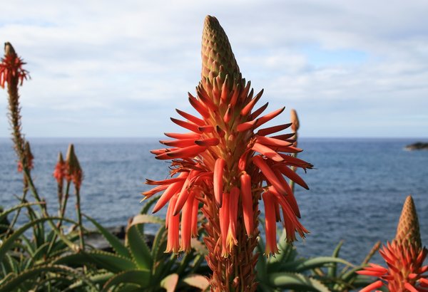Madeira Flowers