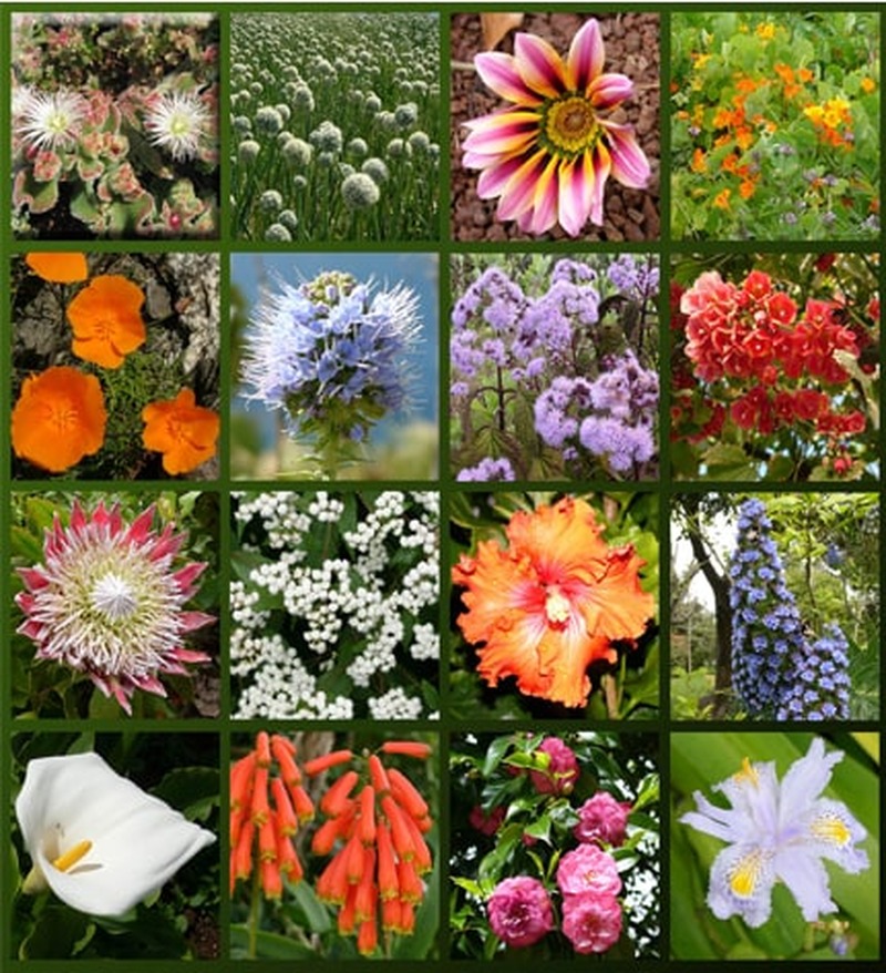 Madeira Flowers - The charm of our flowers