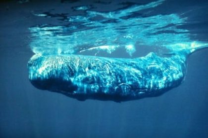 Madeira Whale Museum