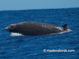Cetaceans Madeira