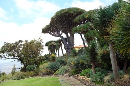 Madeira Core Dragon Trees Center - Núcleo de Dragoeiros das Neves