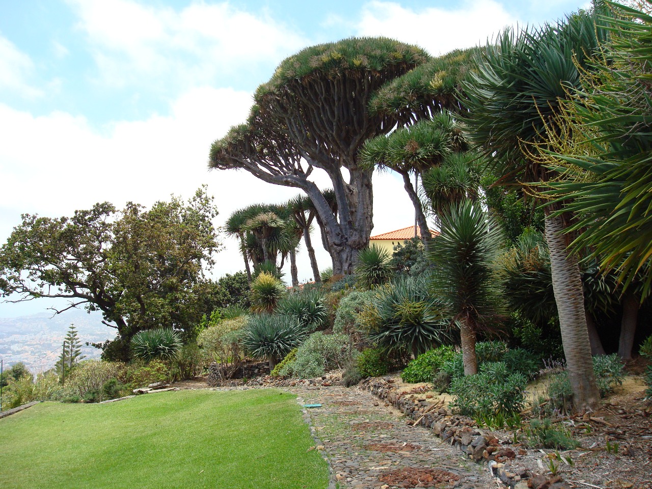 Madeira Core Dragon Trees Center - Núcleo de Dragoeiros das Neves