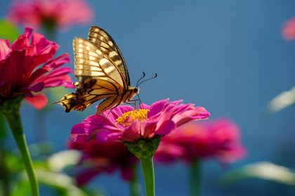 Madeira – a perfect place for social butterflies to re-energise