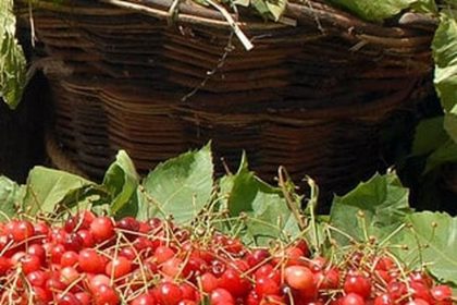 Madeira Cherry Festival [year]